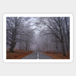 Road through forest, early winter Sticker